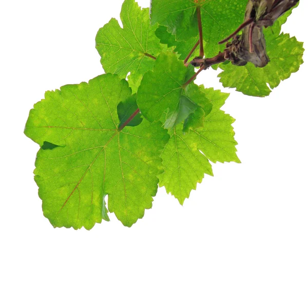 在白色背景上的绿色葡萄叶卷 — 图库照片