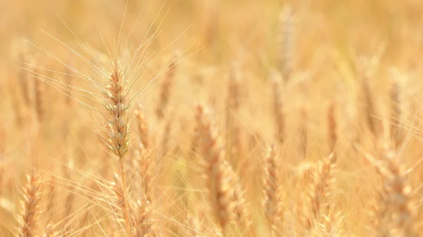 Harvest growing in a wheat farm field — Stock Photo, Image
