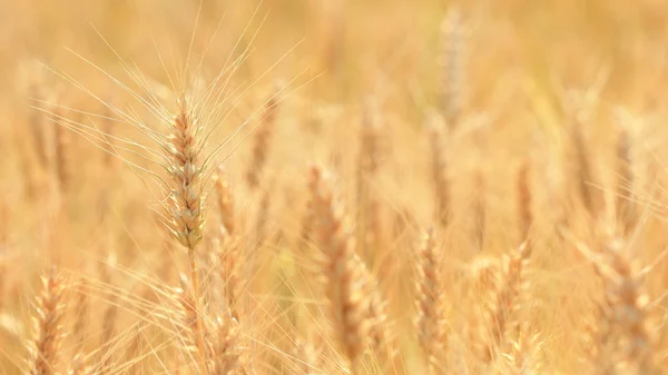 Szüret, felnövés-ban egy Búzamező farm — Stock Fotó