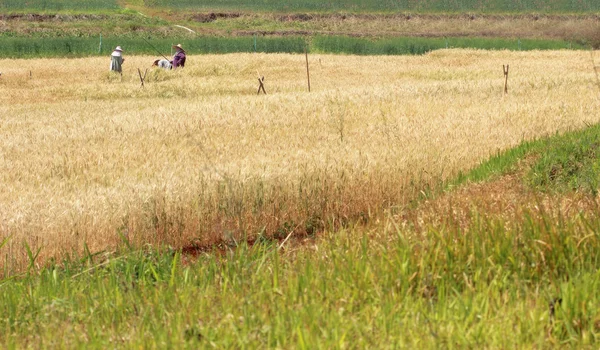 Harvest growing in a wheat farm field — Stock Photo, Image