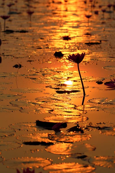 Flor de loto en la puesta del sol —  Fotos de Stock