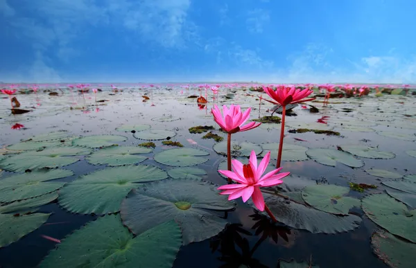 Lotus flower reflect in the water — Stock Photo, Image