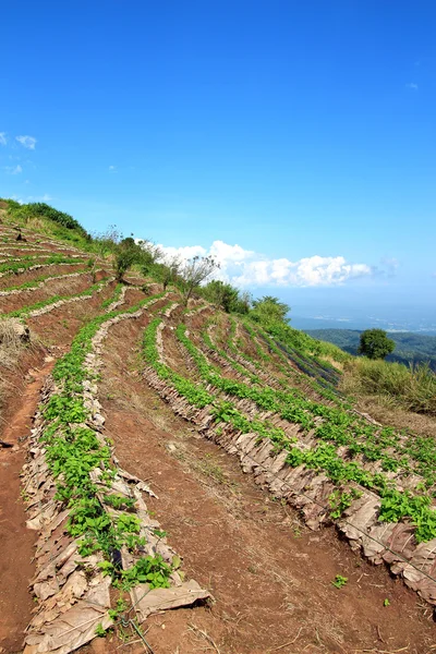 Champ agricole sur colline — Photo