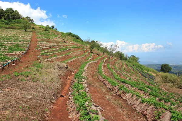 Champ agricole sur colline — Photo