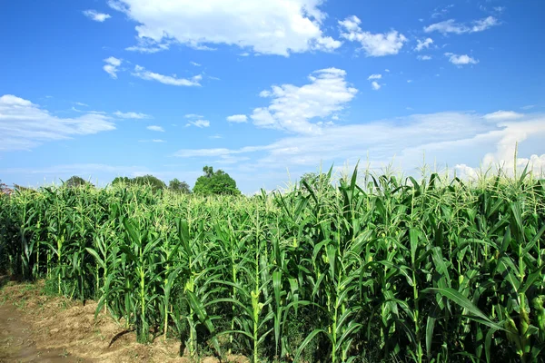 Campo di mais, mais sulla pannocchia — Foto Stock