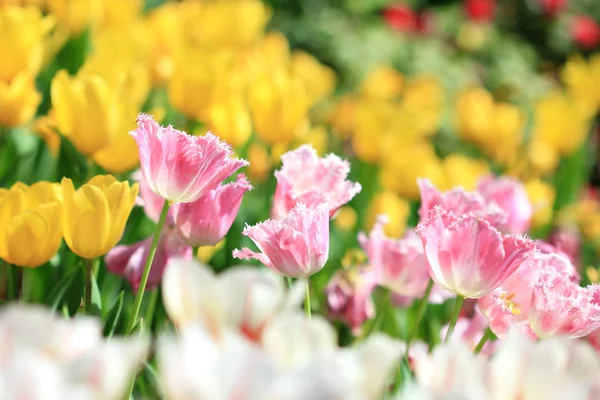 Bellissimo fiore di tulipani primaverili — Foto Stock