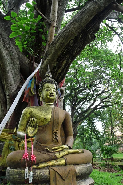 Buda sob a árvore Bodhi . — Fotografia de Stock