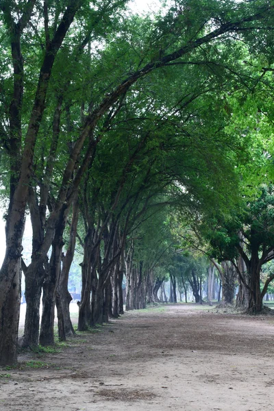 Foresta Bel modo — Foto Stock