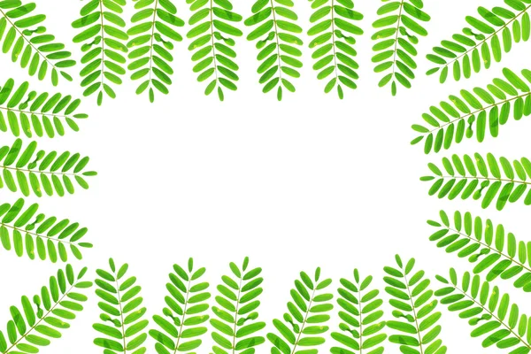 Зеленые свежие листья — стоковое фото