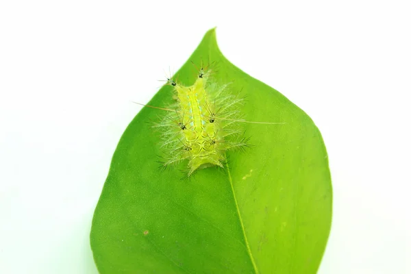 Зеленый червь изолирован на белом фоне — стоковое фото