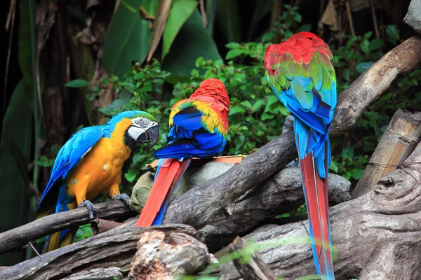 Parrot — Stock Photo, Image