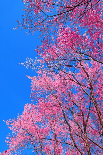 Sakura rosa flor em Chiang Mai, Tailândia — Fotografia de Stock