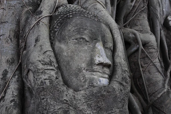 Stone buddha head in the tree roots — Stock Photo, Image
