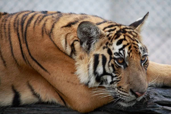 Bengálský tygr — Stock fotografie