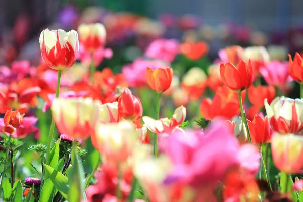 Giardino dei tulipani — Foto Stock