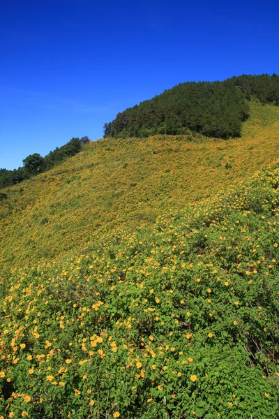 Mexican sunflower under blue sky in Maehongson, Thailand. — Stock Photo, Image