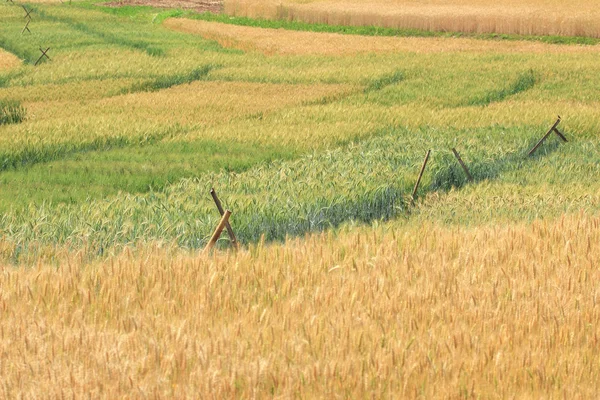 收获小麦农场字段中成长 — 图库照片