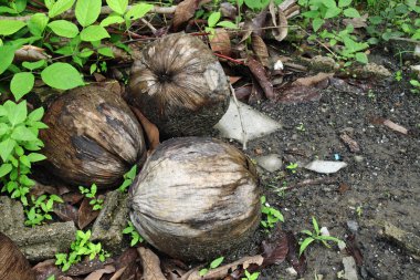 yere kurutulmuş hindistancevizi.