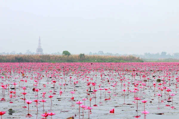 Lotus field with stupa background — Stock Photo, Image