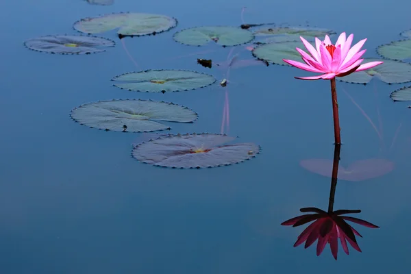 Lotusblume spiegelt sich im Wasser — Stockfoto