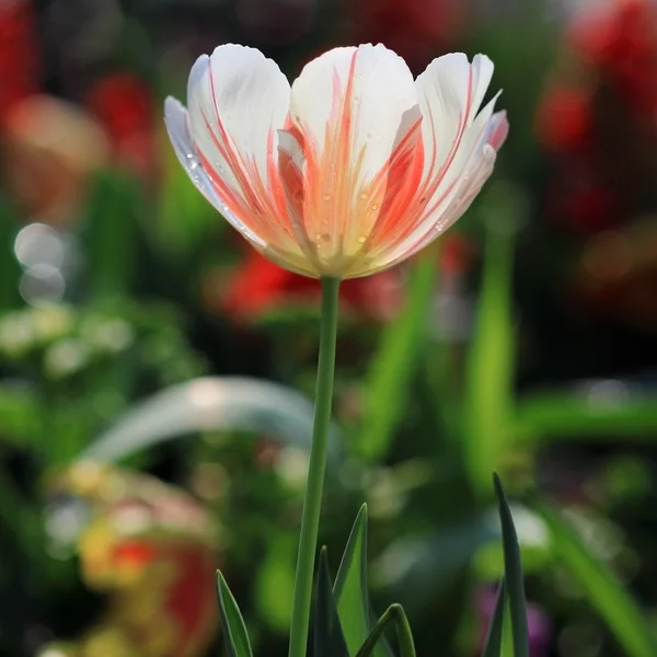 Tulipány zahrada — Stock fotografie