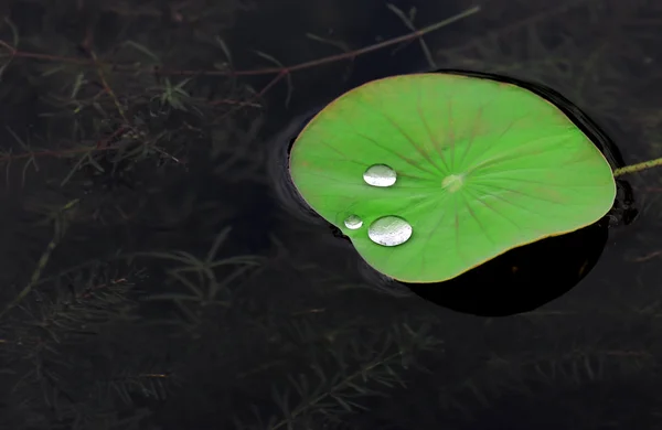 Wassertropfen auf Blatt-Seerose — Stockfoto