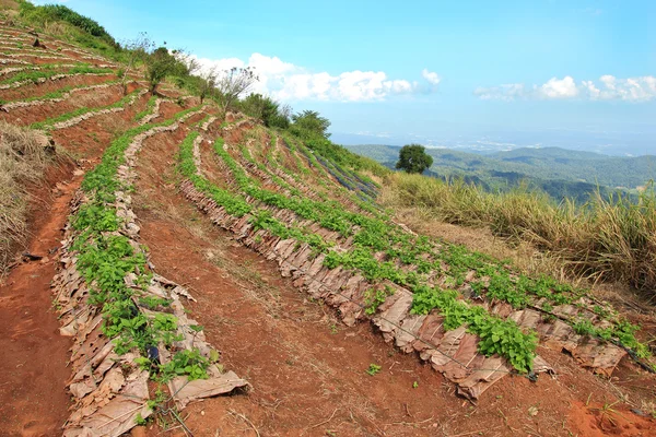 Champ agricole sur colline — Photo