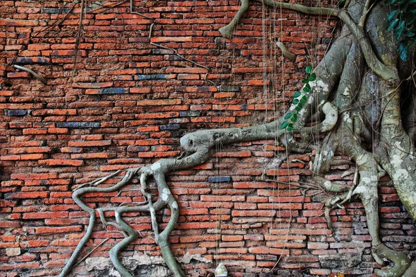 Árvore de raiz antiga em tijolo velho — Fotografia de Stock