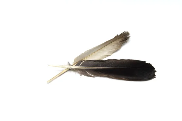 Brown Feather — Stock Photo, Image