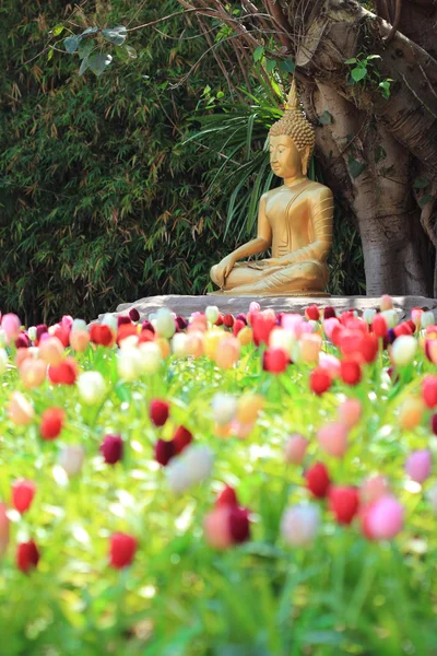 Buddha statue med tulipan forgrund - Stock-foto