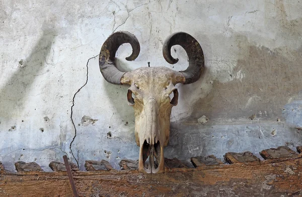 Teschio di bufalo sul vecchio muro — Foto Stock