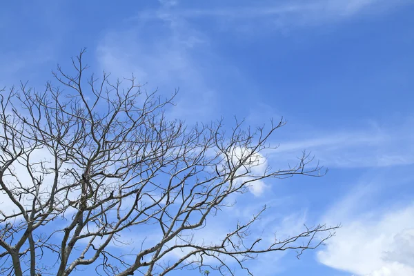 Árvore seca sob céu azul — Fotografia de Stock