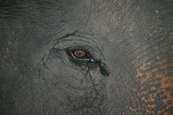 Occhio di elefante — Foto Stock