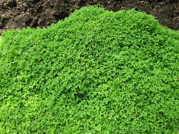 Green Moss on the ground — Stock Photo, Image