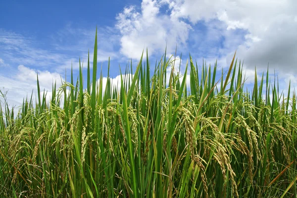 Almofada de arroz verde — Fotografia de Stock