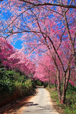Sakura pembe yol chiang Mai, Tayland