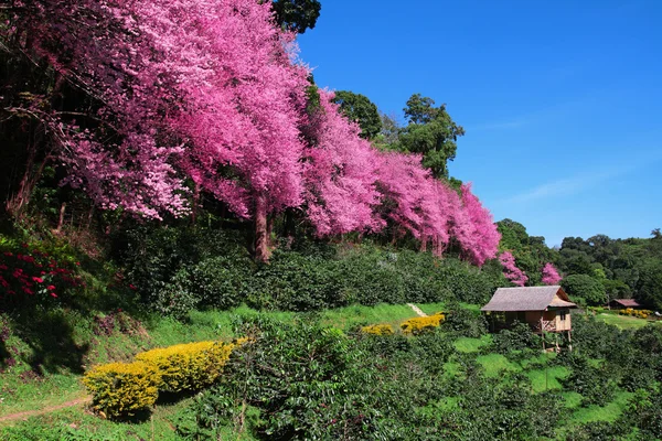 Sakura różowy kwiat w chiangmai Tajlandia — Zdjęcie stockowe