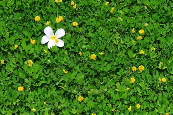 노란 분야에 백색 꽃. — 스톡 사진