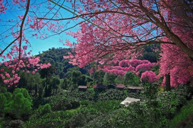 kiraz çiçeği yolu ile kahve ağaçları