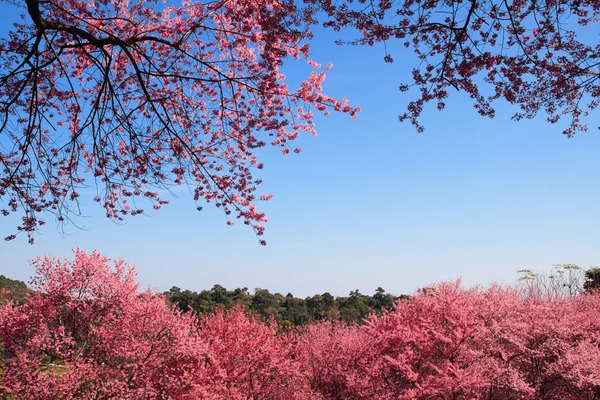 Sakura in ChiangMai, Thailand — Stock Photo, Image