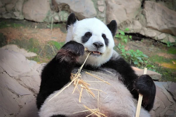 Miś panda gigant jedzenie bambusa — Zdjęcie stockowe