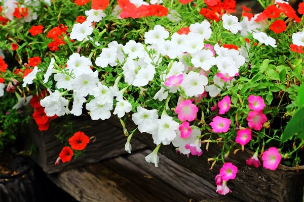 Petunia flower — Stock Photo, Image