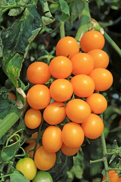 Close up of fresh orange tomatoes still on the plant — Stock Photo, Image