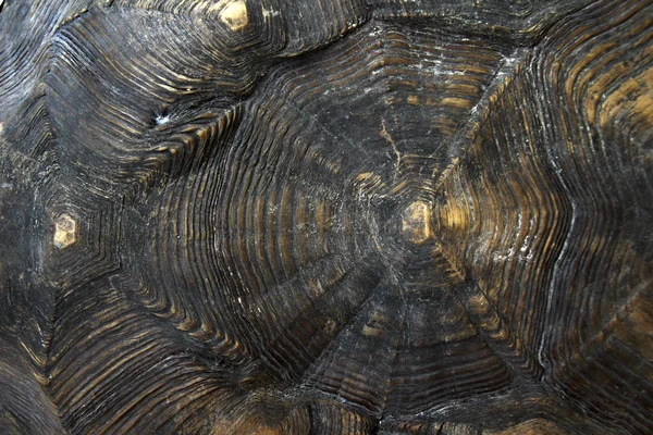 Turtle carapace texture — Stock Photo, Image