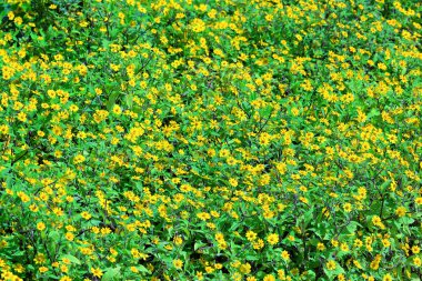 sarı çiçek alanı