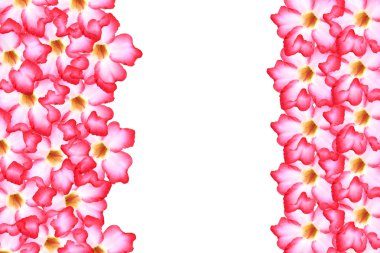 çiçek background. tropikal çiçek pembe adenium kapatın. Des