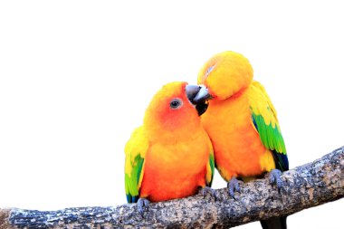 Beyaz arka plan üzerinde renkli papağan kuş