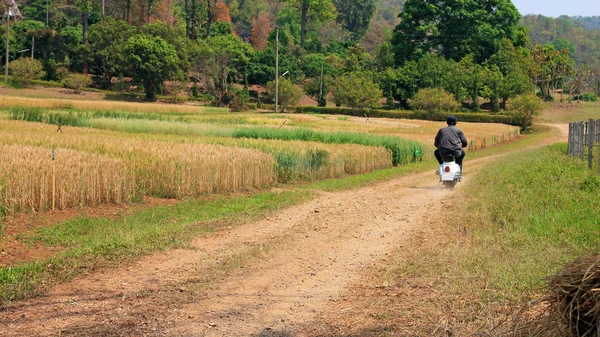 Récolte dans un champ de blé — Photo