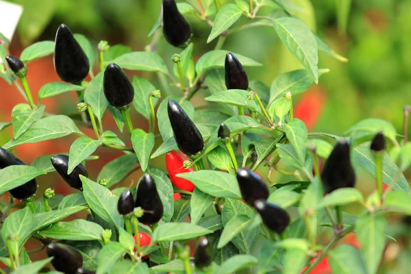 Chili hete pepers plant — Stockfoto