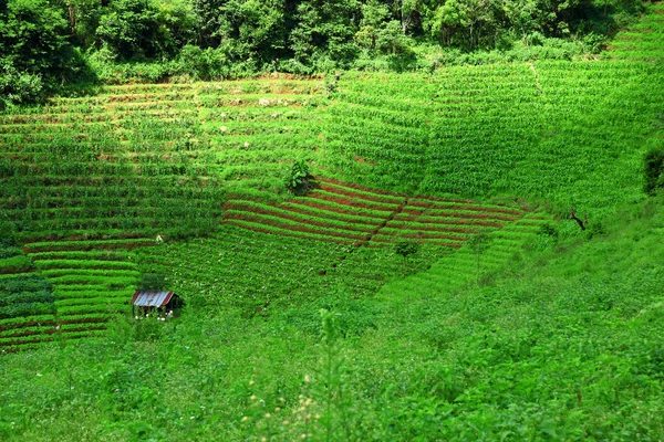 Agricultural field on hill — Stock Photo, Image